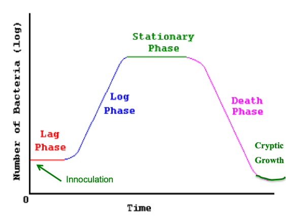 Culture%20Phases.